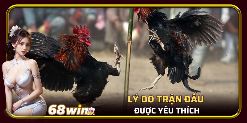 Lý do trận đấu được yêu thích