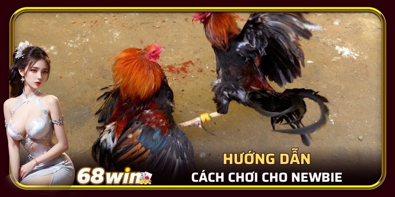 Hướng dẫn cách chơi cho newbie