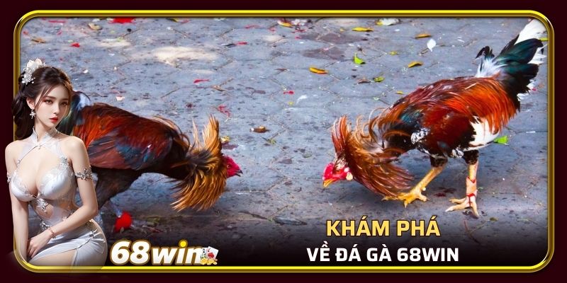 Khám phá tất cả về đá gà 68WIN